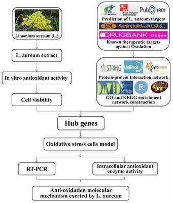 Antioxidant Effects and Potential Molecular Mechanism of Action of Limonium aureum Extract Based on Systematic Network Pharmacology